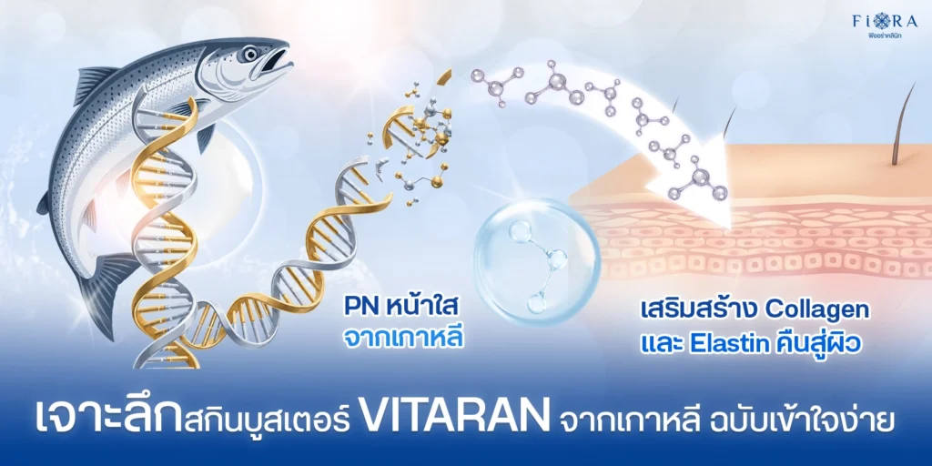 กลไก Polynucleotide PN ของ Vitaran กระตุ้นคอลลาเจน